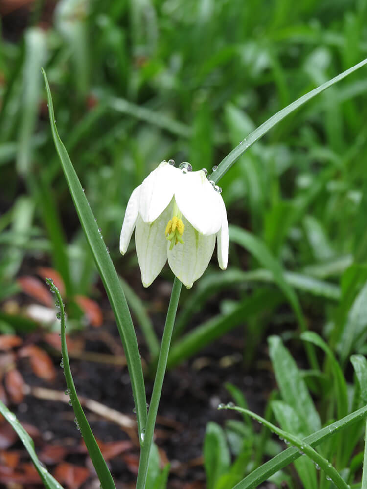 Fritillaire ou tête de serpent blanche.