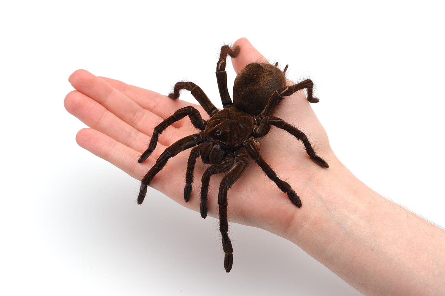 Spiders:  Fear & Fascination
