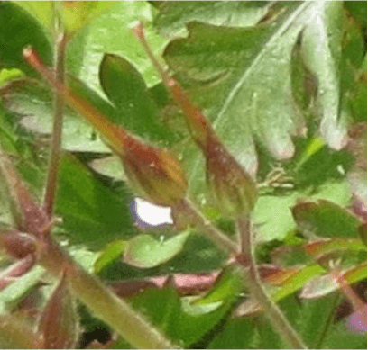 Fruits d'Herb-Robert en développement avec un style persistant.