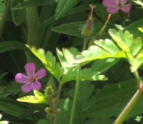 Les fleurs et les fruits en développement de Herb-Robert.