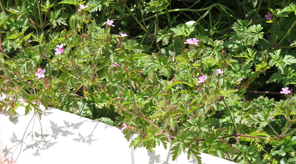 Herb-Robert.