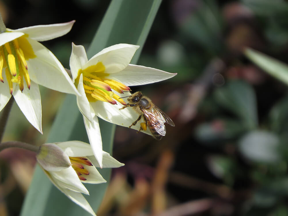 Abeille à miel sur une tulipe jaune pâle.