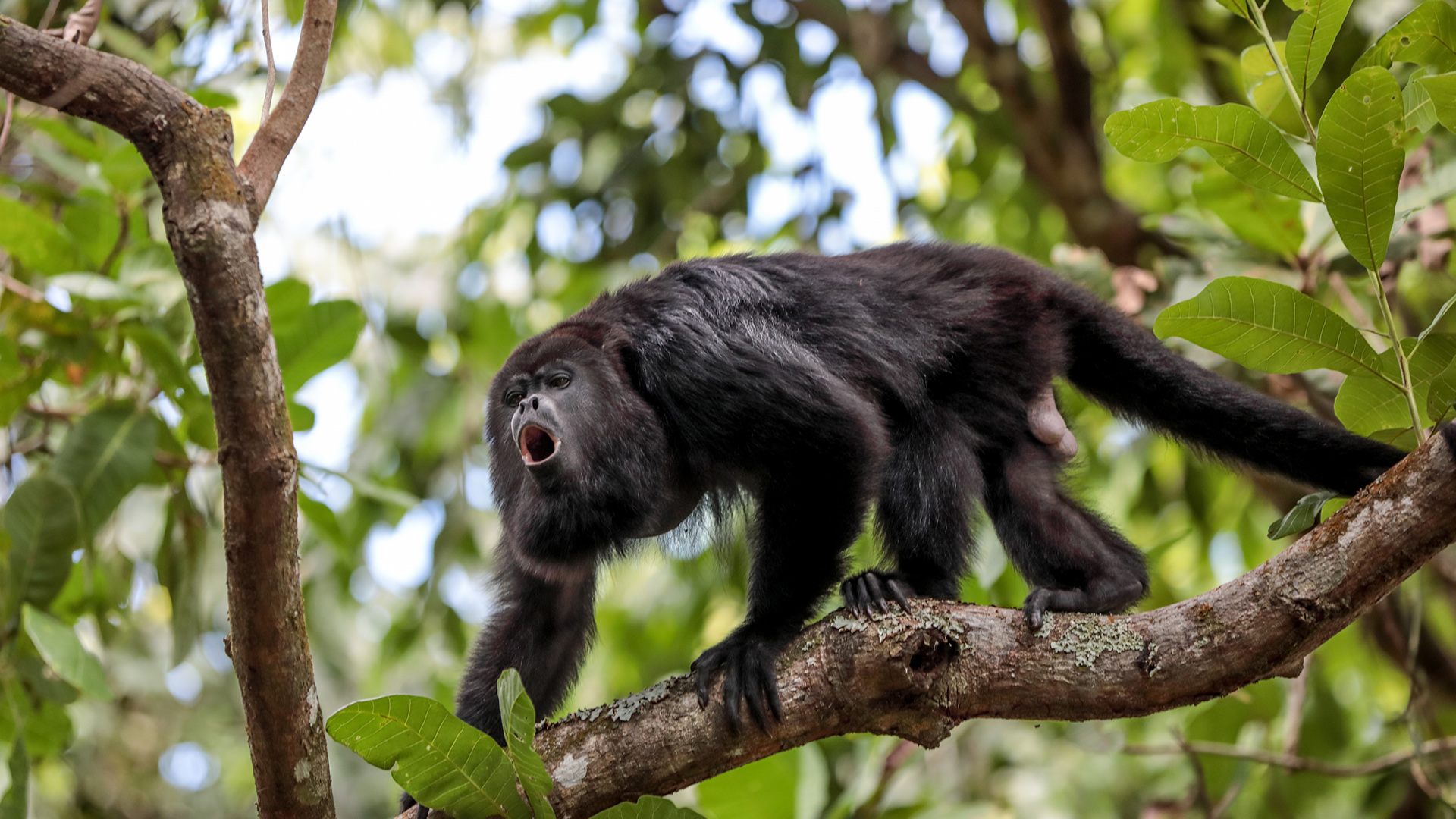 Singe hurleur sur une branche d'arbre