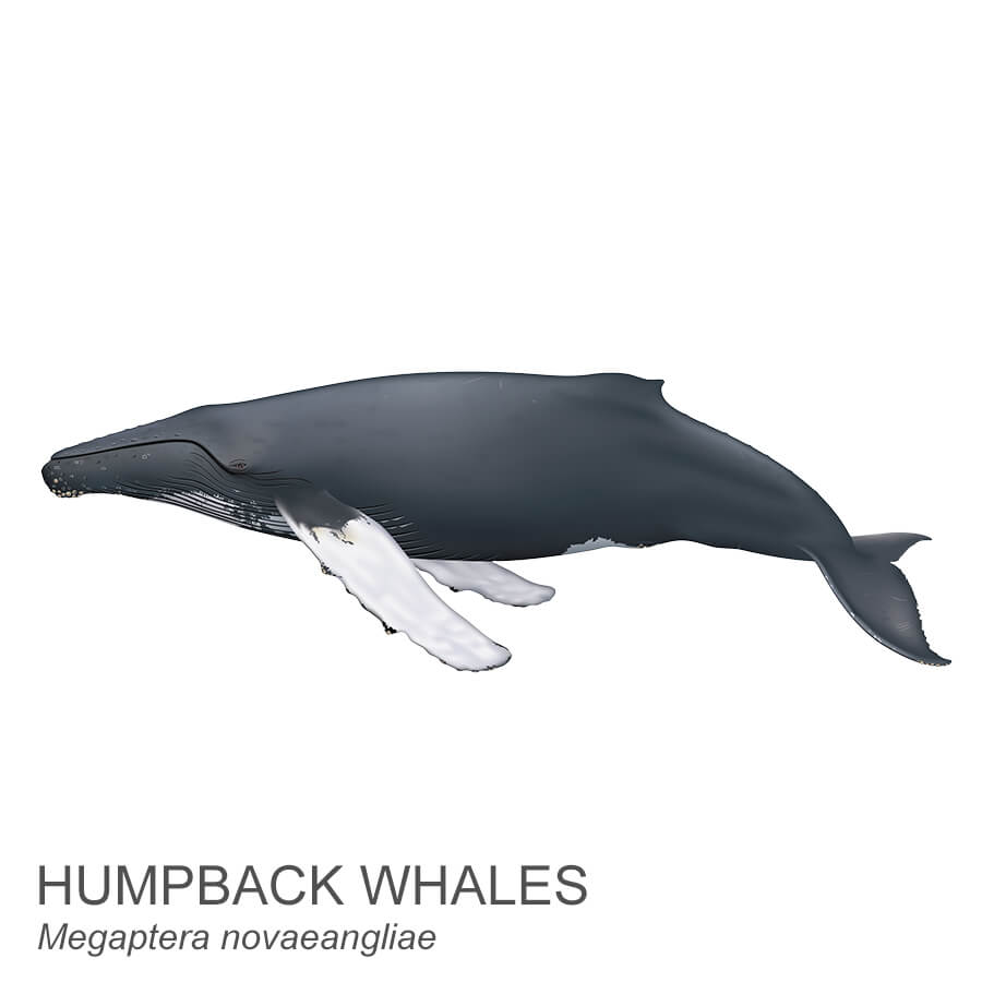 Humpback whale.