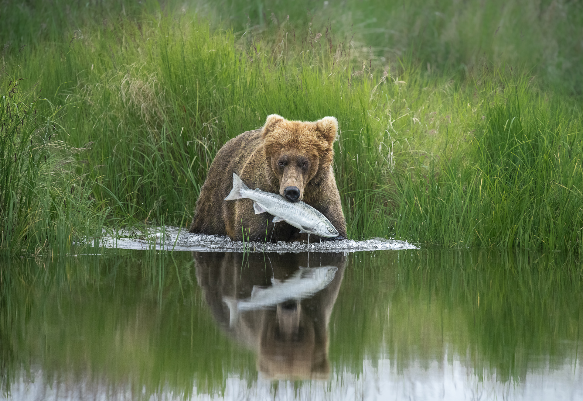 Photographe de la vie sauvage de l'année 2020