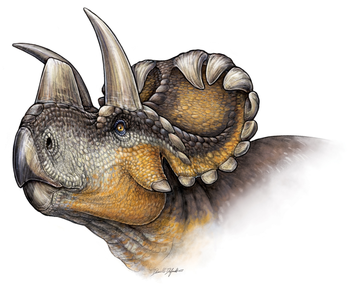 Illustration d'une tête de dinosaure Triceratops avec trois cornes et une crête dentelée.