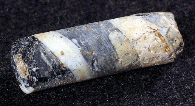 Fossilized North American orthoconic shell with black and off-white stripes on a black background.