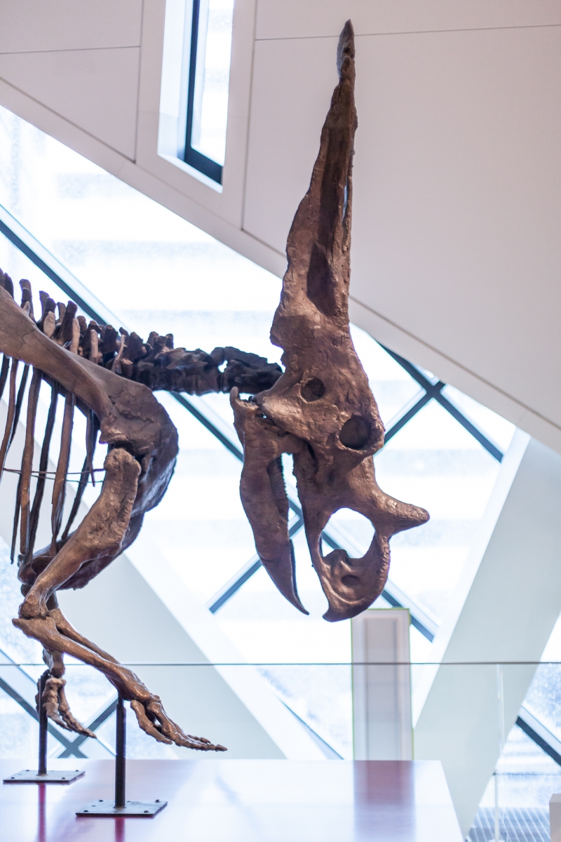 Partial skeleton of a dinosaur with a large, pointed horn on its snout displayed indoors near a window with geometric patterns.