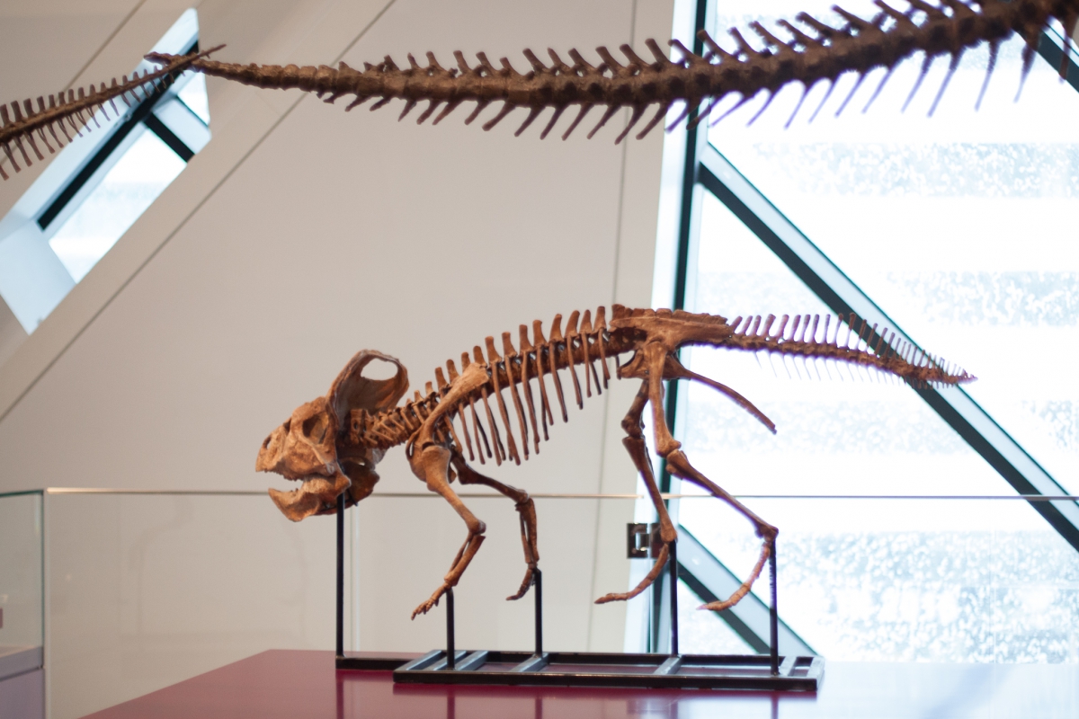 Skeleton of a prehistoric reptile with a long tail, displayed indoors near large windows.