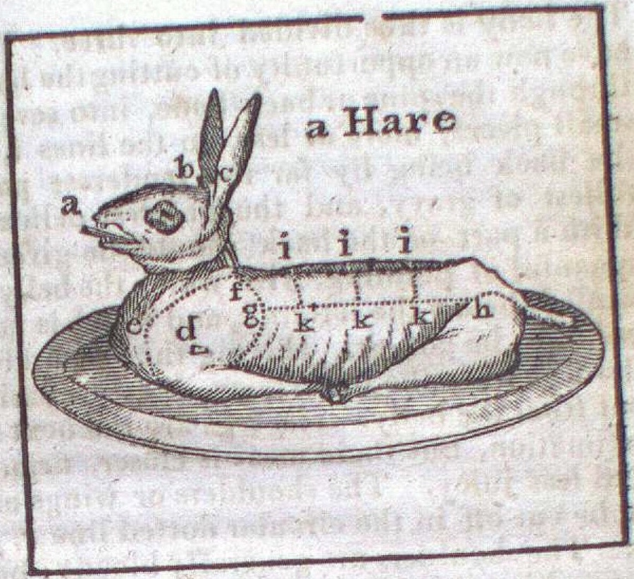 a Hare with various letters labeling parts of its body and ears