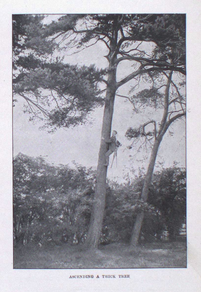 Arresting a thick tree shows a person climbing a large tree trunk with dense foliage.