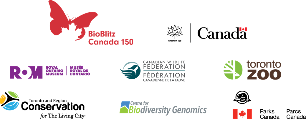 Royal Ontario Museum logo with stylized red and black lettering and a red butterfly icon.