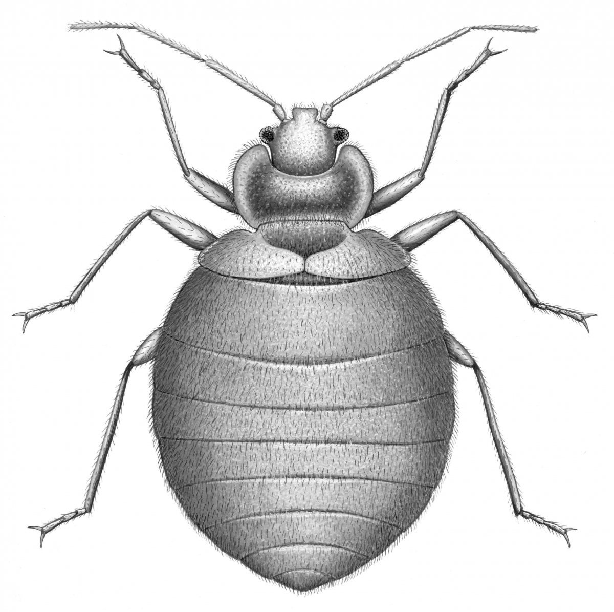 Black and white detailed illustration of a bed bug seen from above.