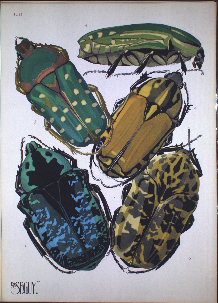 Five detailed illustrations of beetles in various green, yellow, and black patterns arranged on a white background.