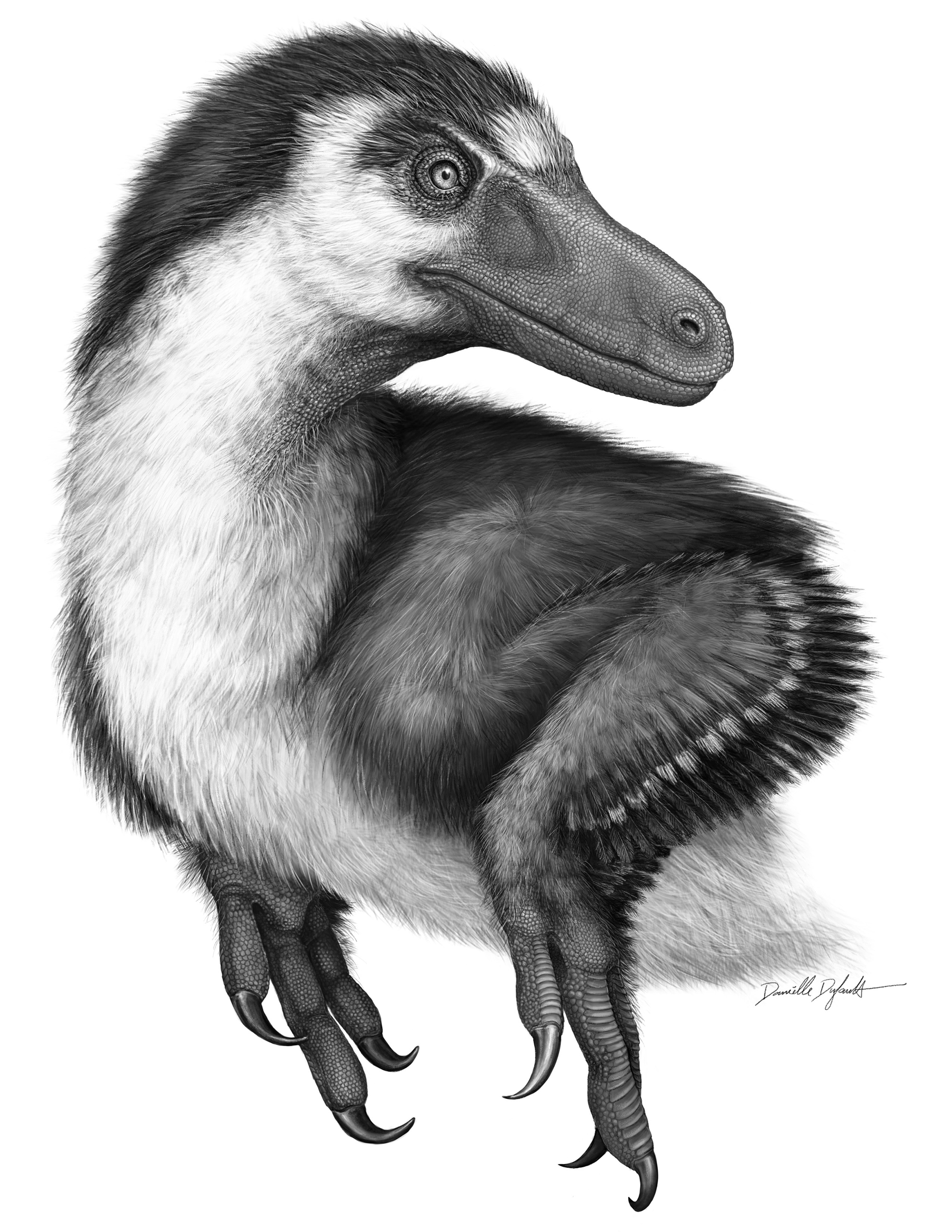 Acheroraptor temertyorum. Credit: Danielle Dufault. Acheroraptor_ROM2017_15552. 11 pieces of Paleoart that bring the past back to life.