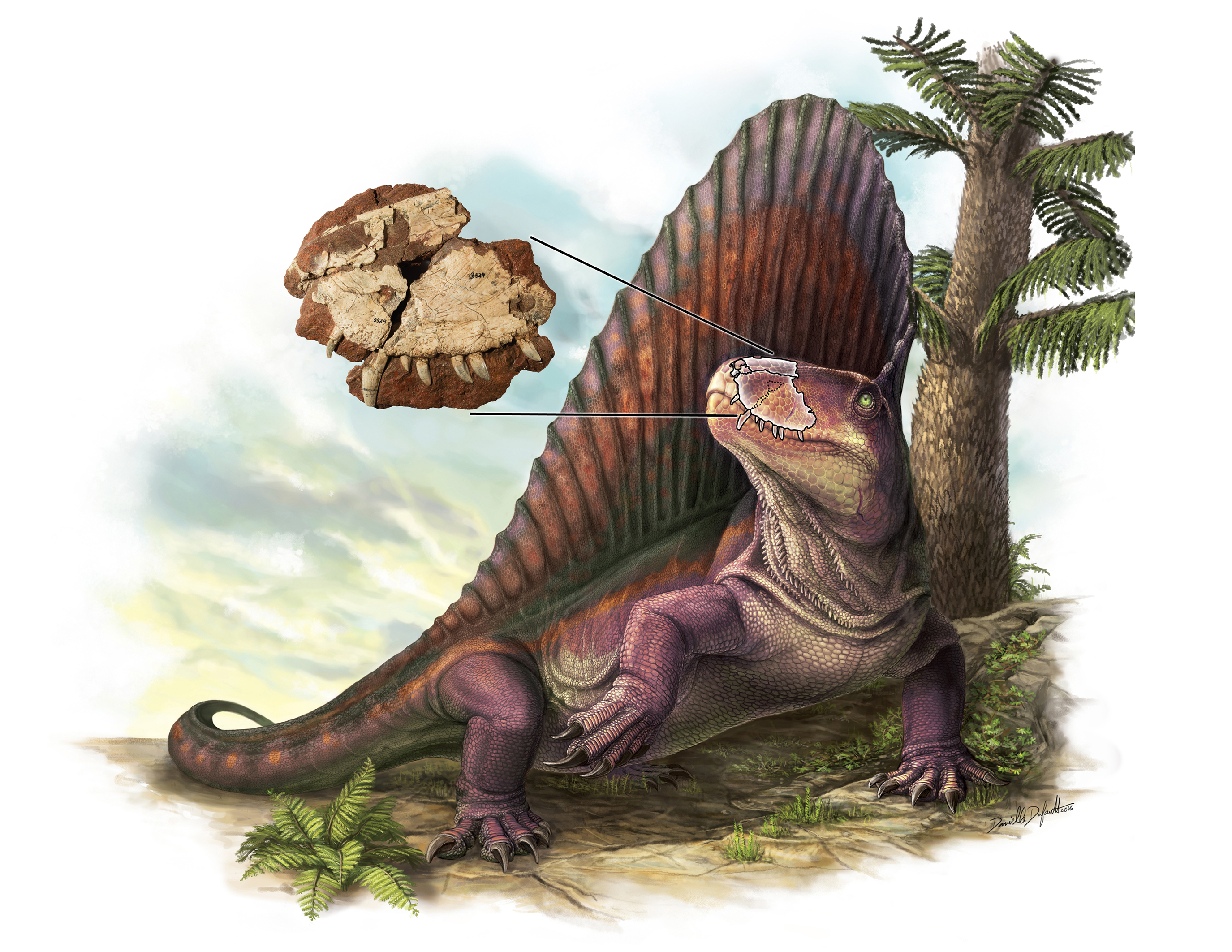 Dimetrodon borealis. Credit: Danielle Dufault. Dimetrodon_ROM2017_15552_2_11 pieces of Paleoart that bring the past back to life! Royal Ontario Museum.