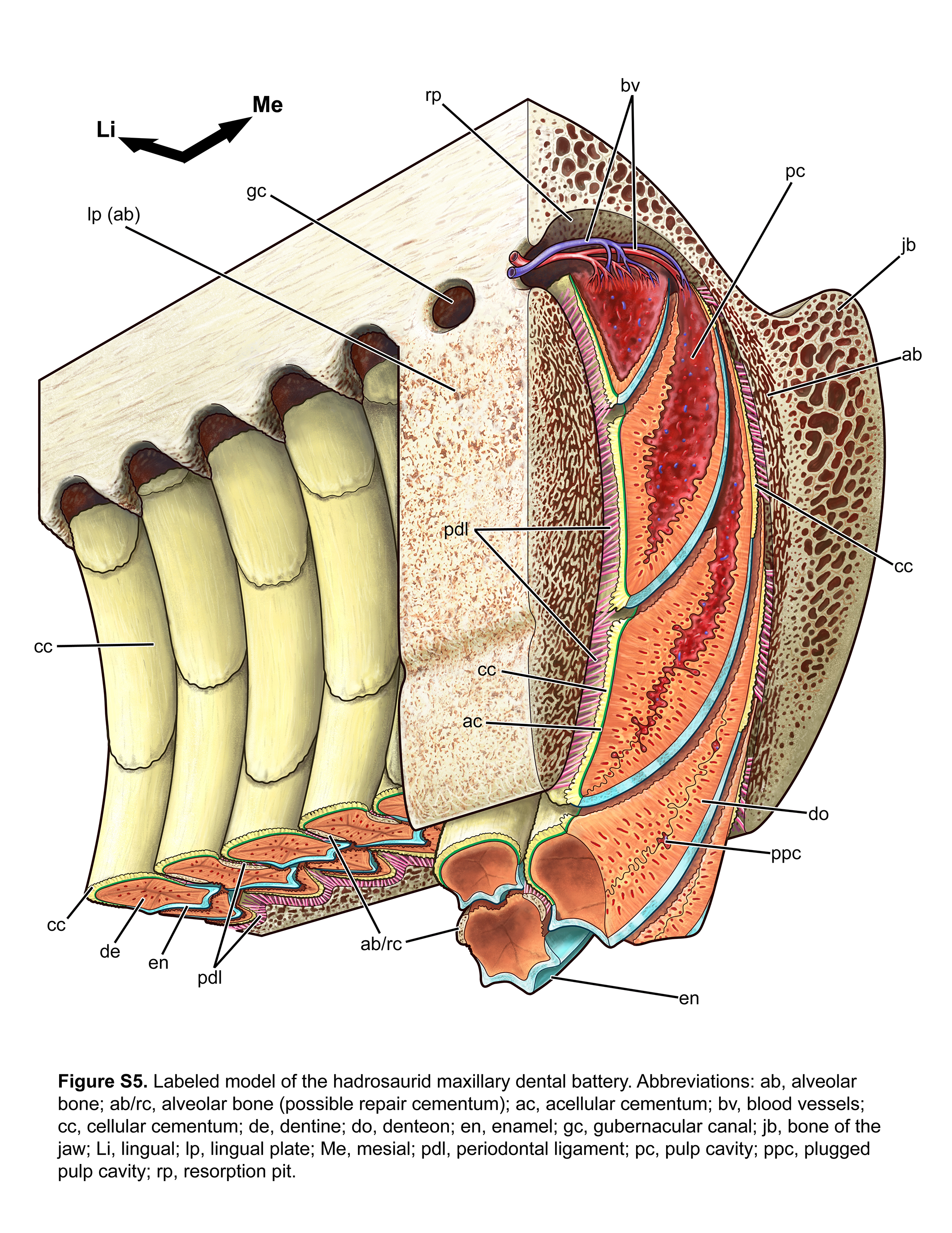 Hadrosaur dentition. Credit: Danielle Dufault. Hadrosaurdentition. 11 pieces of Paleoart that bring the past back to life! Royal Ontario Museum.