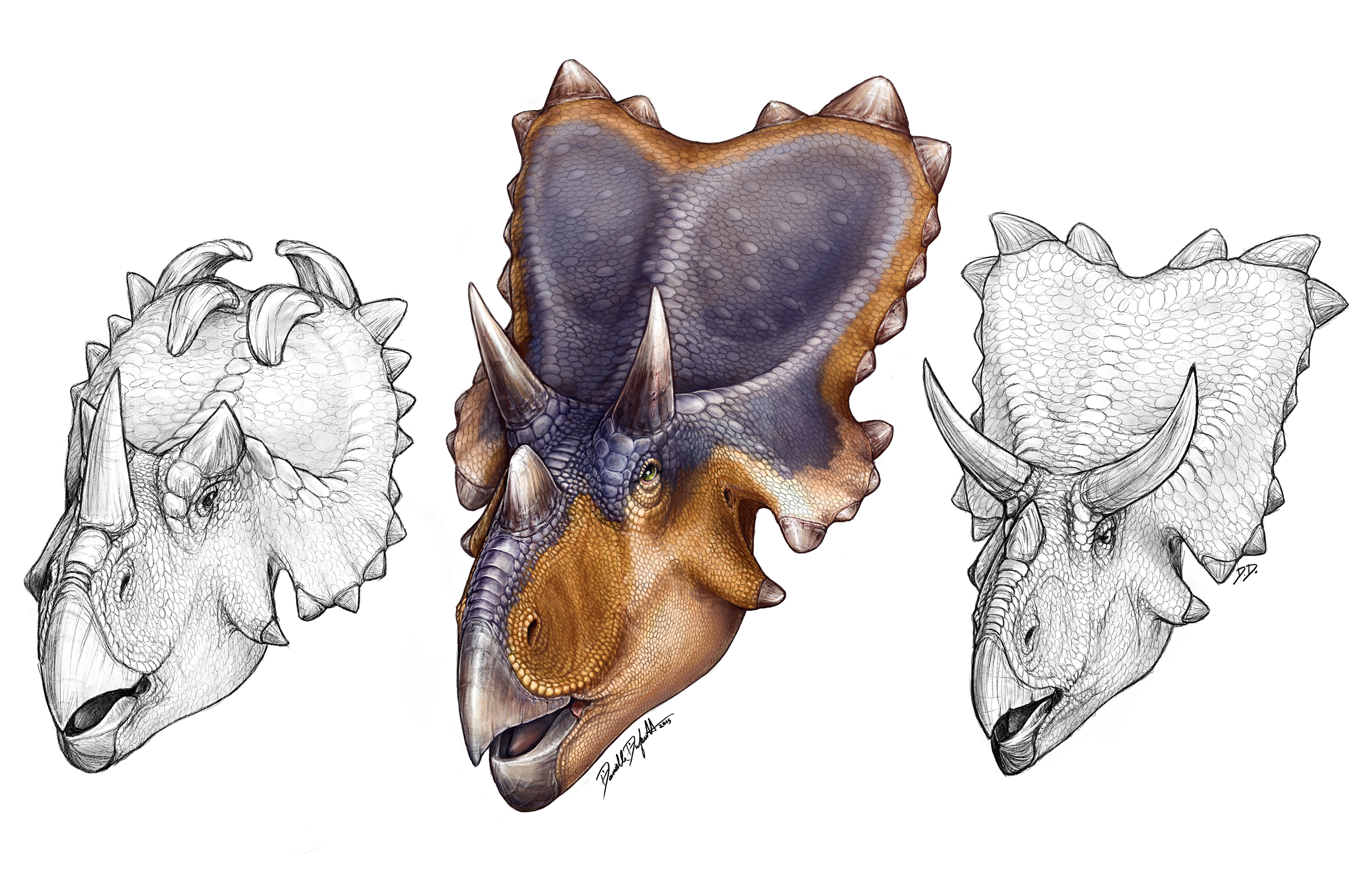 Mercuricerato ps gemini. Credit: Danielle Dufault. Mercuriceratopsgemini_ROM2017_15552_9. 11 pieces of Paleoart that bring the past back to life! Royal Ontario Museum.