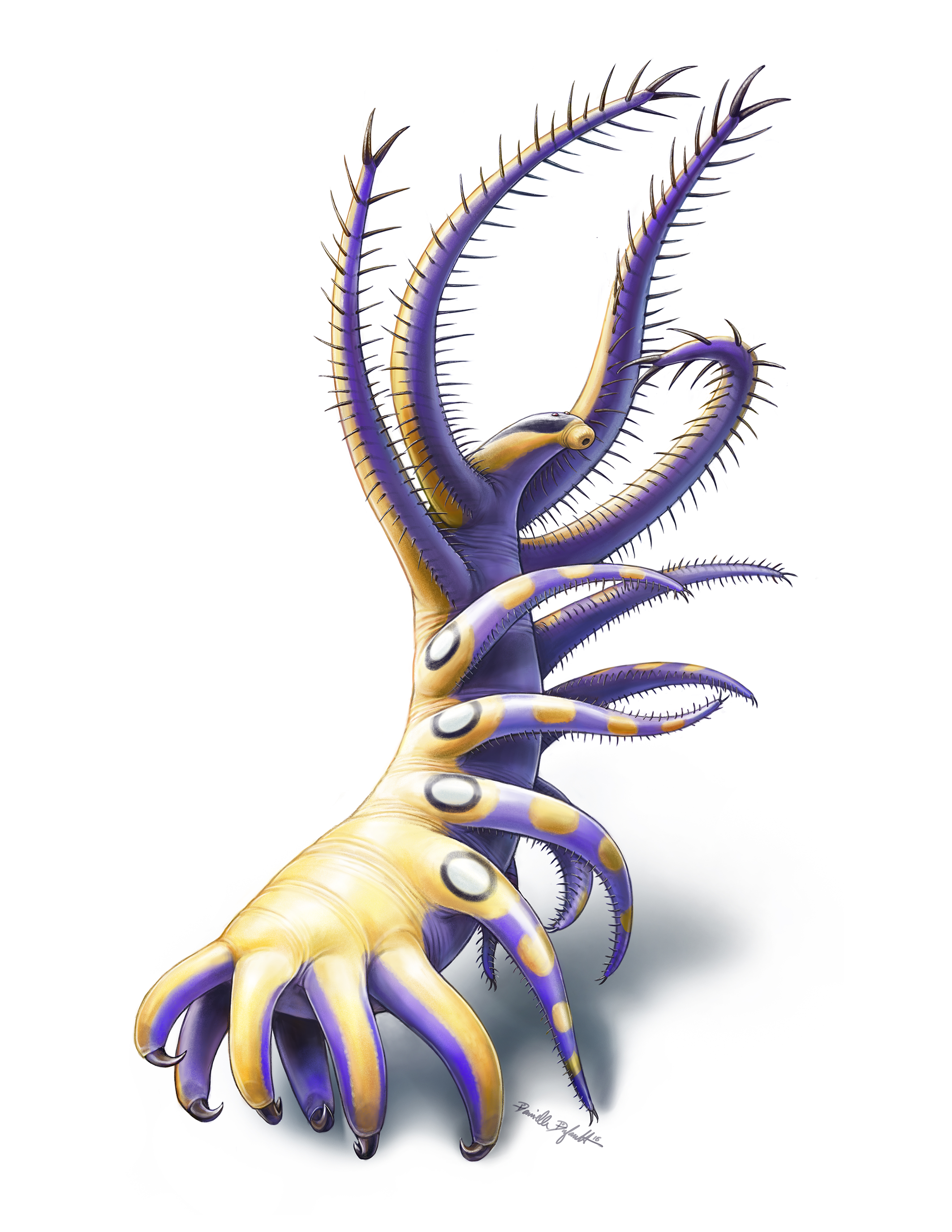 Colour reconstruction of Ovatiovermis cribratus. Credit: Danielle Dufault. Ovatiovermis. 11 pieces of Paleoart that bring the past back to life! Royal Ontario Museum.