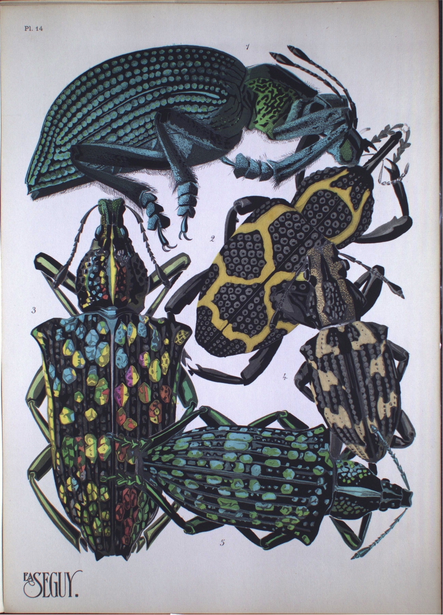 A colored illustration of five distinct beetles with varied patterns and colors on a white background, with the number 5831 in the bottom left corner.