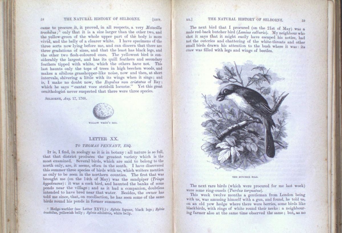 The left page contains text about "Lathing Lee," including a small oval illustration, while the right page has text titled "The Walnut, or Chocolate-nut (Juglans)" with an illustration of a tree branch with leaves and nuts.