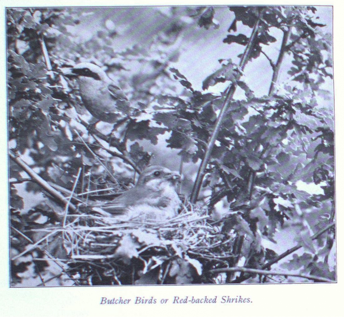 Brother Birds or Red-backed Shrikes.