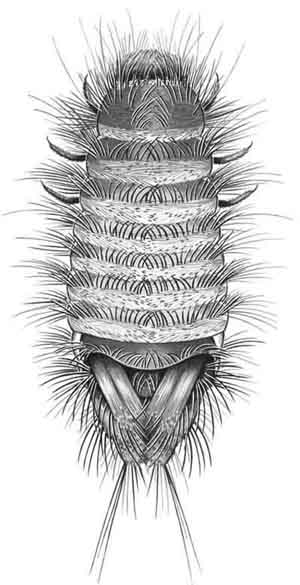 Black and white detailed scientific illustration of a segmented insect larva with bristles on each segment.