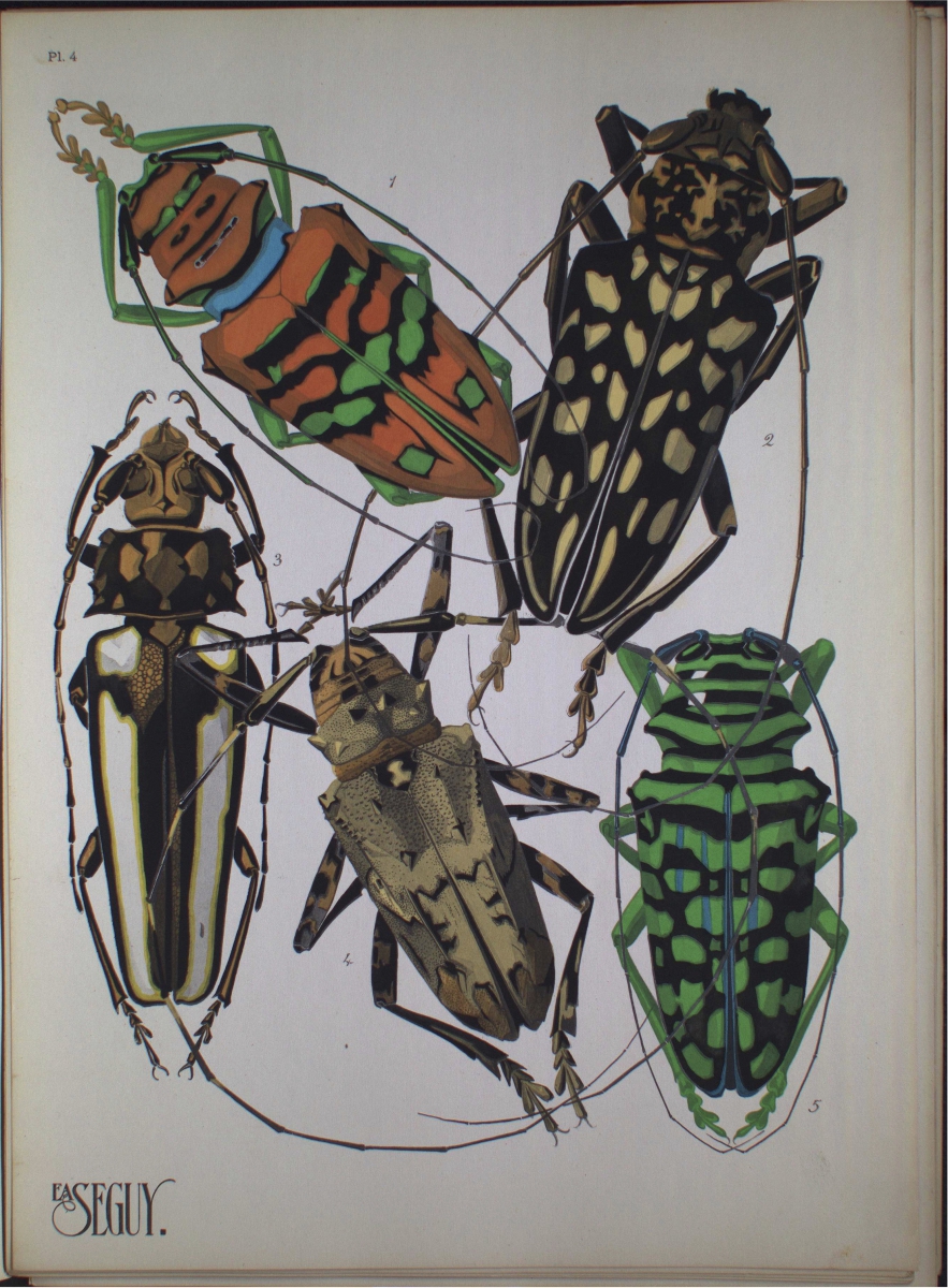 Five colorful beetles with detailed patterns displayed on a white background.