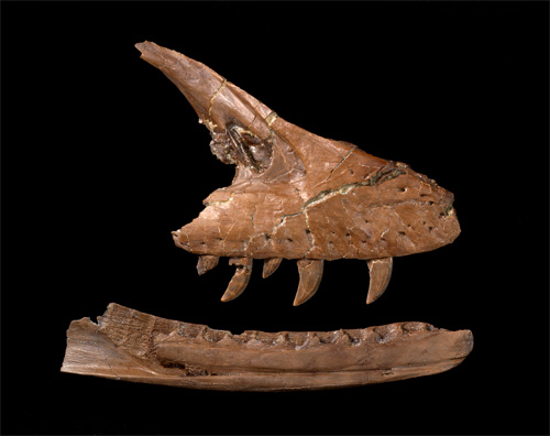 Two brown fossilized jawbones with teeth against a black background.
