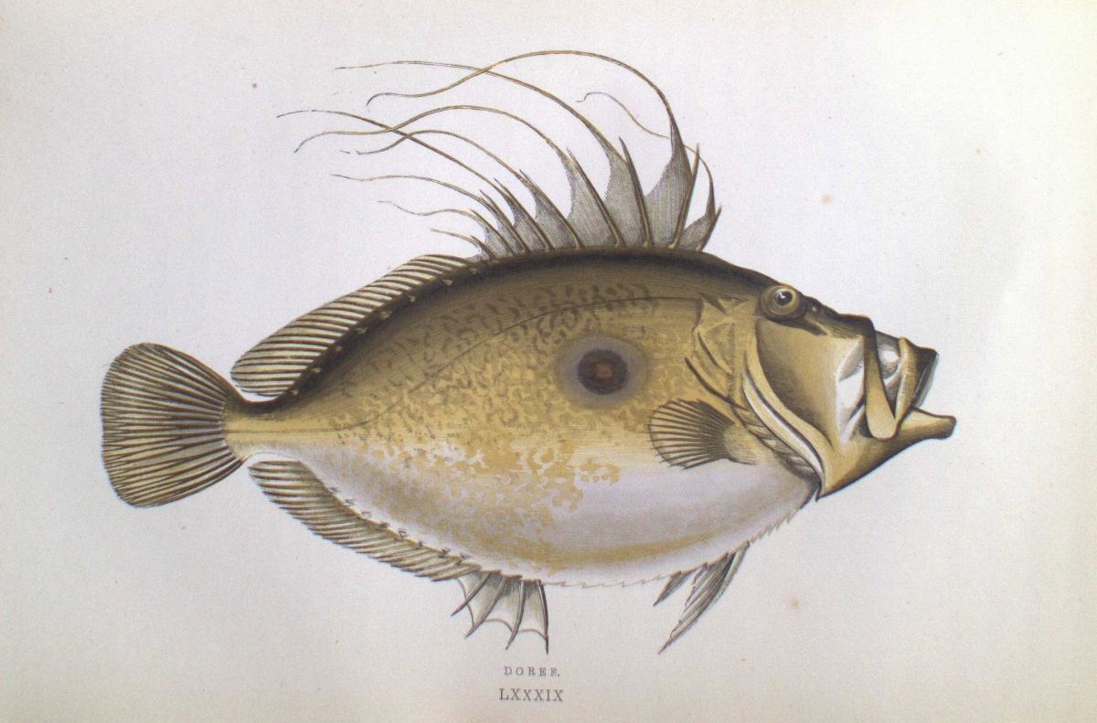 Illustration of a round, dark brown fish with a tall dorsal fin, spiny rays, and a wide mouth.