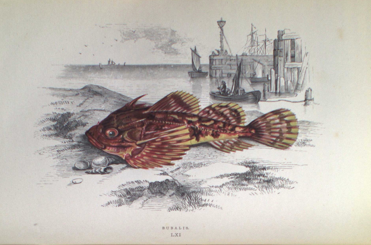 Colored illustration of a scorpionfish on the ocean floor with a ship in the background and the text below reading "Scorpion".