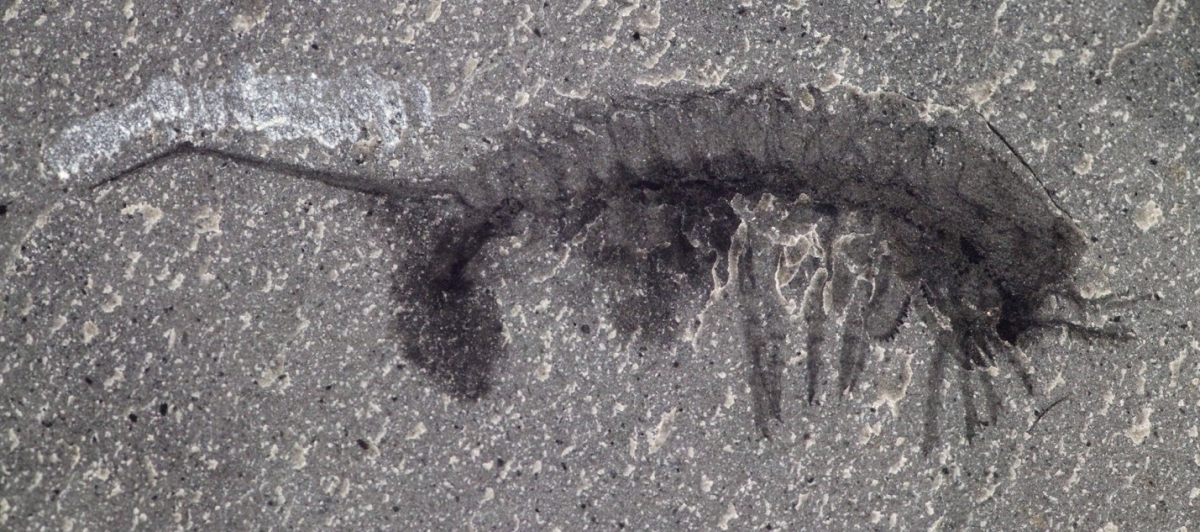 fossil-2-habelia-optata.jpg