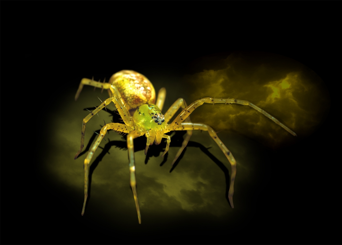 Golden-yellow spider with green eyes on a dark black and yellow cloudy background.