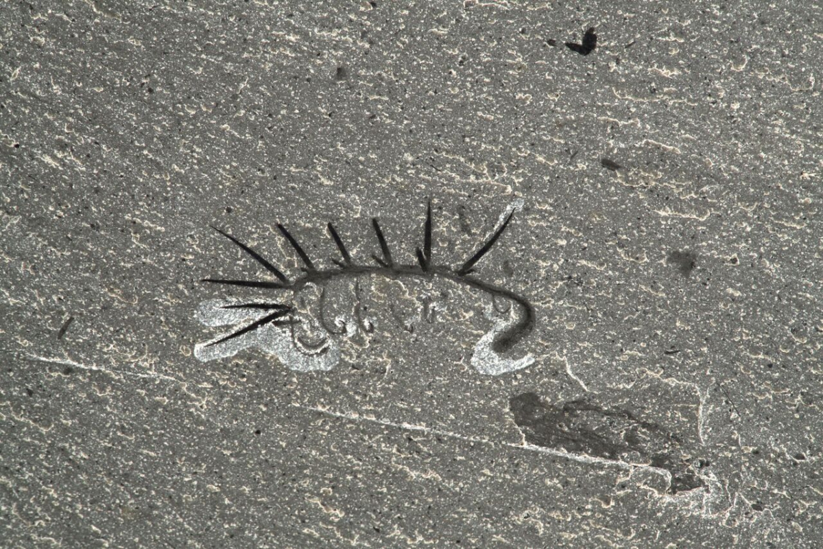 Fossil imprint of an ancient marine creature on a rock surface.