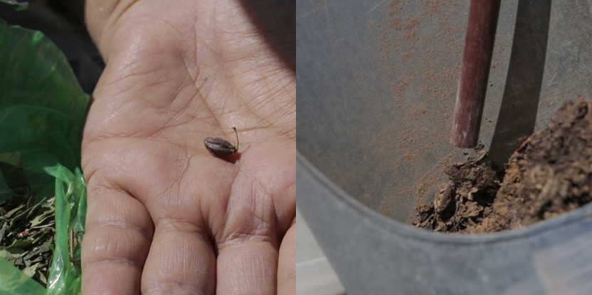 A hand holding a small brown beetle next to a bucket of soil with two shovel handles stuck in the dirt.