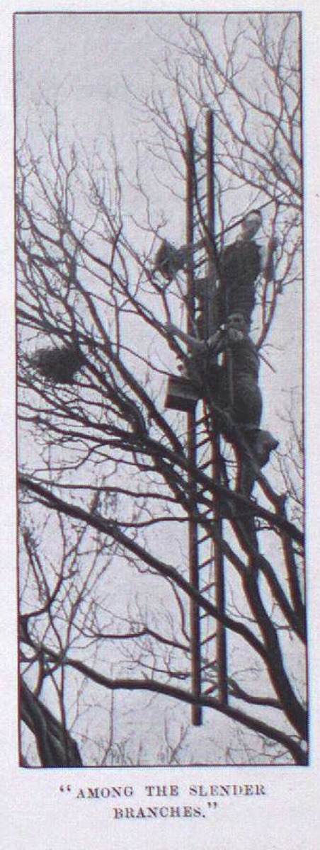 "Afoot the slender branches"