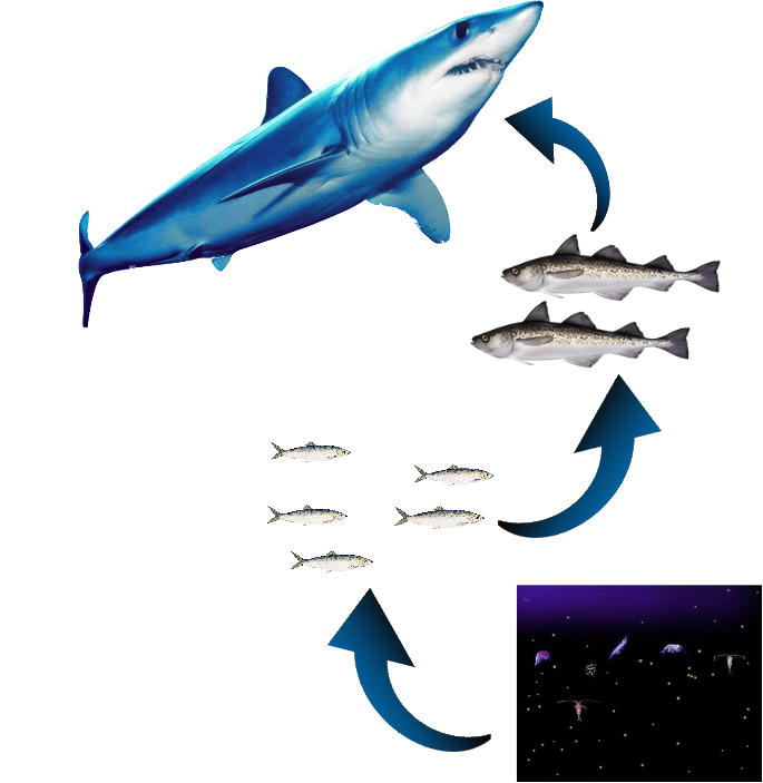 Illustration of a shark with smaller fish below