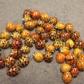 A cluster of orange and yellow spotted ladybugs on a gray surface.