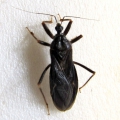 Black insect with six legs and antennae on a white background.