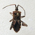 Close-up of a brown insect with long antennae and distinctive wing patterns.