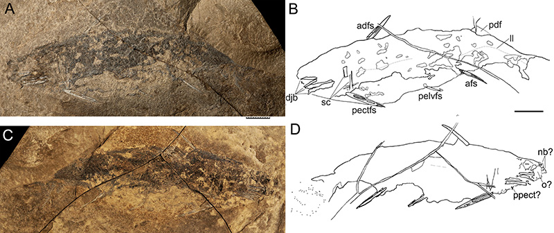 A: Fossilized fish with scales and fins visible; B: Line drawing showing labeled parts of the fish fossil including teeth and fin rays; C: Close-up of the fish fossil focusing on the head region; D: Detailed line drawing of the fish head with labeled anatomical features.