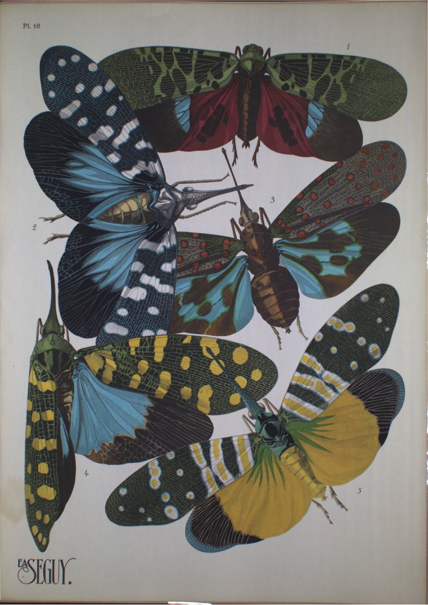 Moth.