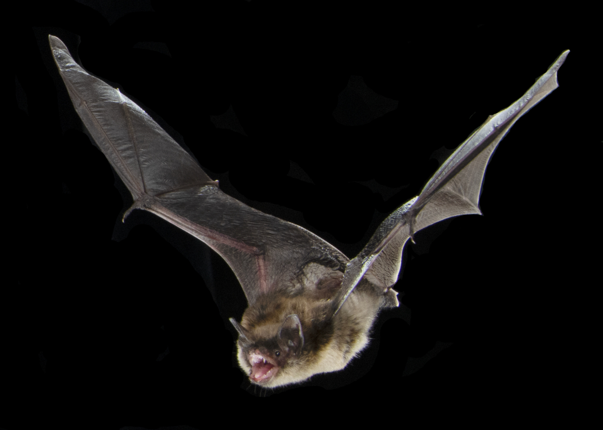 myotis_lucifugus_best_851_9547-sf_adjusted.jpg