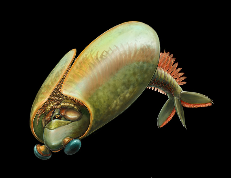 A greenish-brown Nautilus shell with a ridged tail fin and small, round eyes on stalks.