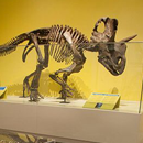 See Wendiceratops on display at the ROM in the New Dino Discovered exhibition.