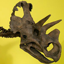 See Wendiceratops on display at the ROM in the New Dino Discovered exhibition.