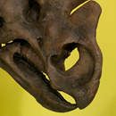 See Wendiceratops on display at the ROM in the New Dino Discovered exhibition.