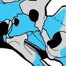 Reconstruction of Wendiceratops pinhornenis skeleton showing the bones that have been found to date in blue. Credit: Danielle Dufault.