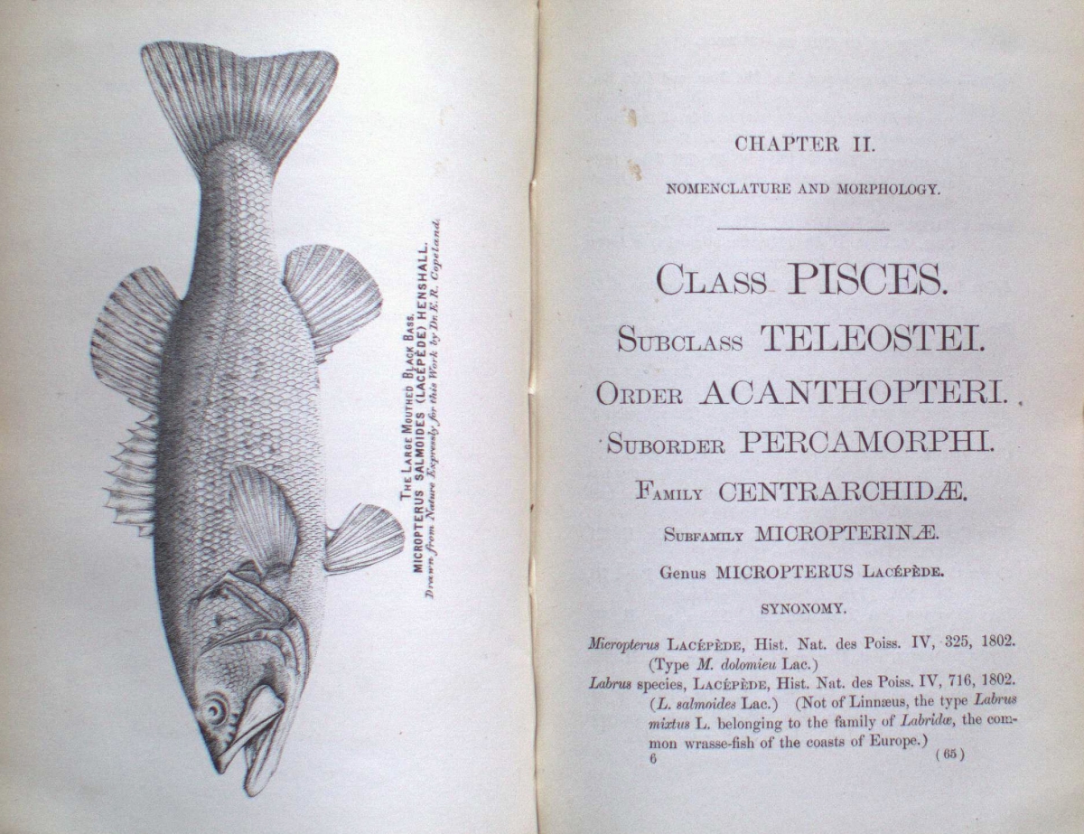 CHAPTER II. CLASS PISCES, Subclass TELEOSTEI, Order ACANTHOPTERI, Suborder PERCIFORMI, Family CENTRARCHIDAE, Placename MICROPTERUS, Genus MICROPSIS (LACÉPÉDE).

Micropterus Salmoides Gray.

Habitat. – Lakes and rivers.

Type Specimen. – British Museum.

Length, 30 inches.

Distribution. – Eastern United States, particularly the Mississippi basin.

The visible text is from the title page or section heading of a scientific volume describing the fish species Micropterus Salmoides (largemouth bass).