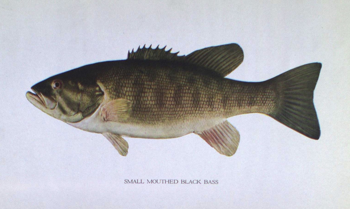 Smallmouth black bass illustration showing its shape and fin details.